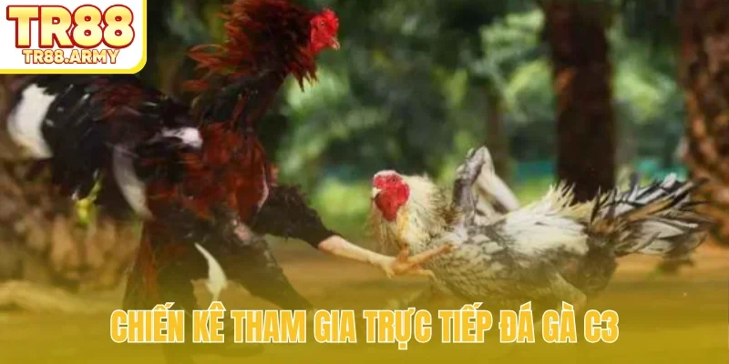 Chiến kê tham gia trực tiếp đá gà C3